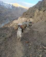Food transportation by donkey