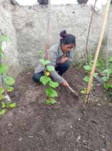 Planting cucumbers