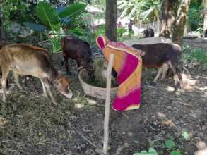 Home Based Goat Raring-Support the School Children