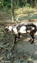 A goat supplied by the Zakat Program