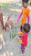 KIds are with their Goat as gift