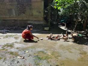 A Student is Taking Care of Her Poultry