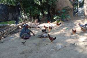 Chickens to Support a needy family