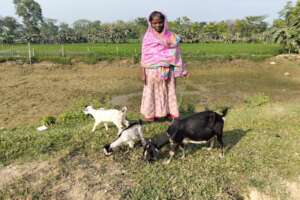 A land Less Family Received a goat with two kids