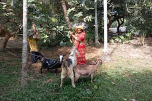 Family members caring their goats