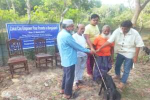 Goat Distribution for an Old Man
