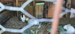 Rabbits eating waste greens