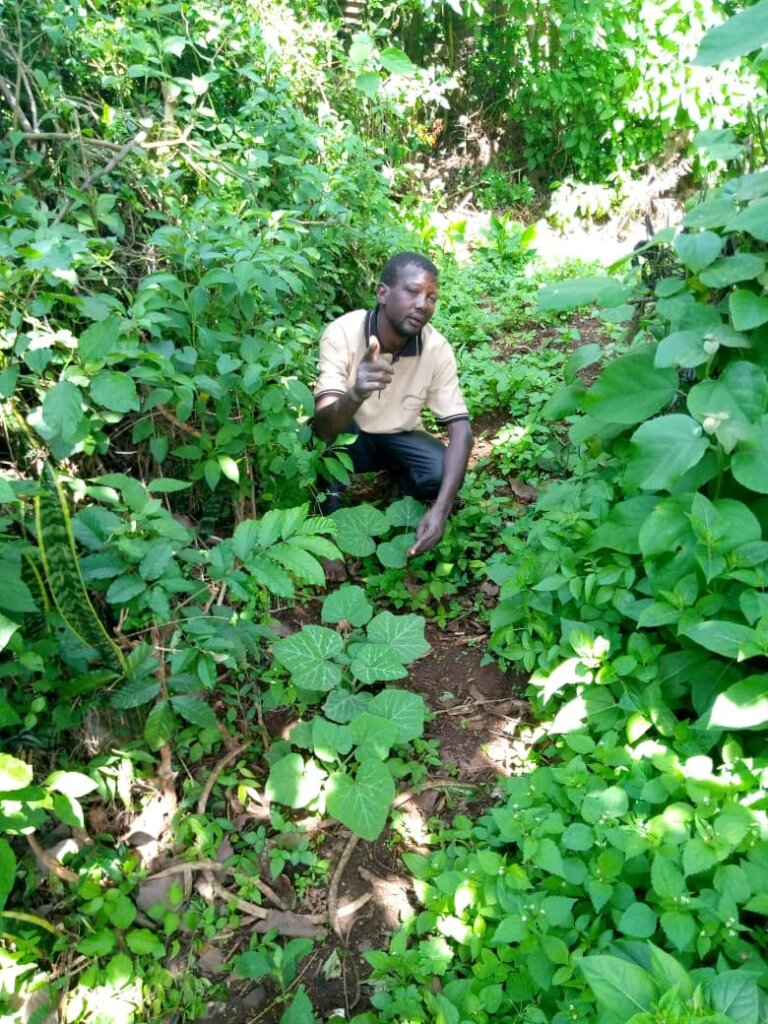 Train streetconnected youth in organic agriculture