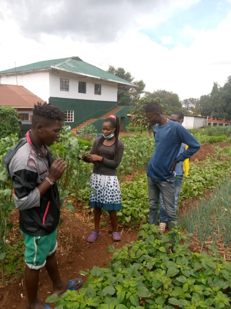 Train streetconnected youth in organic agriculture