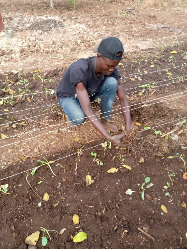 Train streetconnected youth in organic agriculture