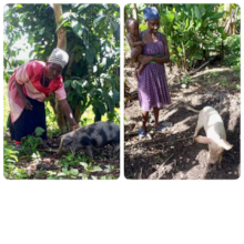 Mothers Tending Pigs