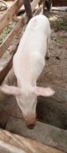 Piggery Visited