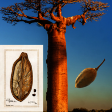 baobab tree and fruit