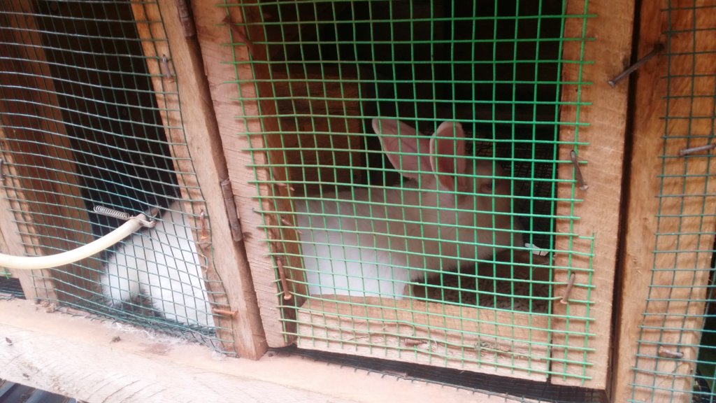 Establish a rabbit breeding farm in Uganda