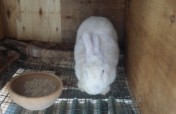 Establish a rabbit breeding farm in Uganda