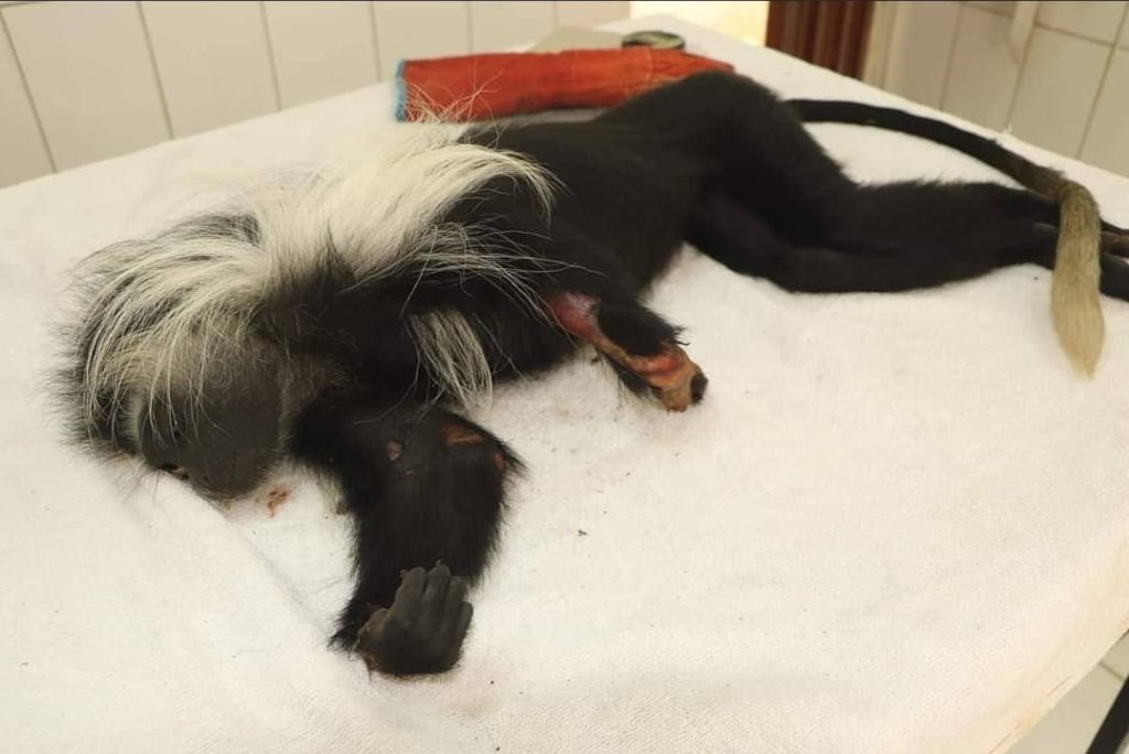 Emergency Appeal For Primate Rescue Center