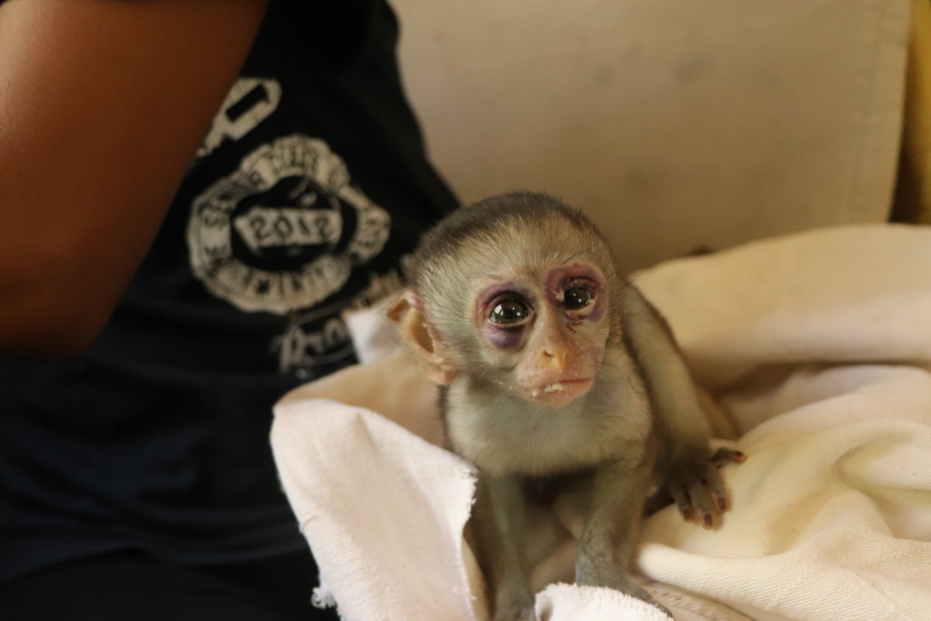Emergency Appeal For Primate Rescue Center