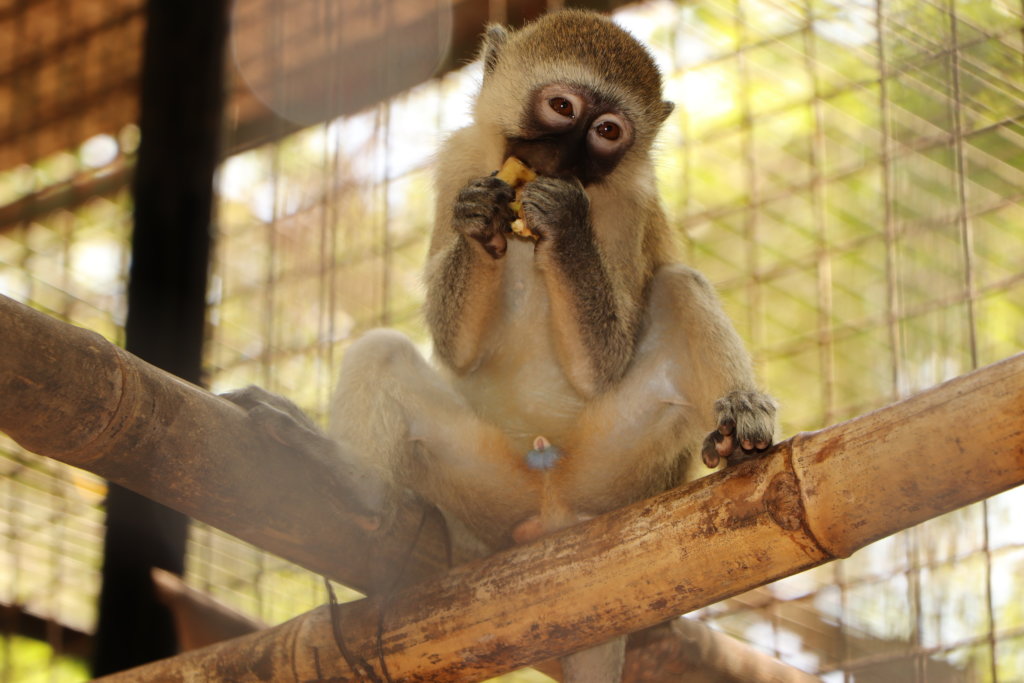 Emergency Appeal For Primate Rescue Center
