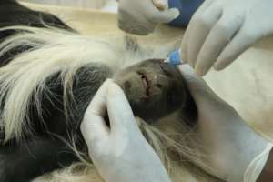 Primate vehicle collision