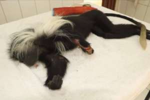 Primate Electrocution