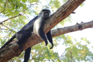 Angolan Colobus monkey in the wild