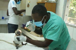Medical care colobus infant