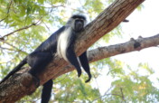 Emergency Appeal For Primate Rescue Center