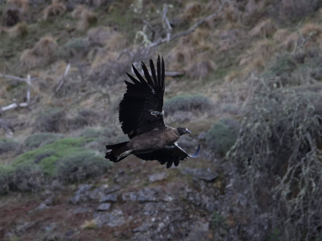 Liquine on the spot!