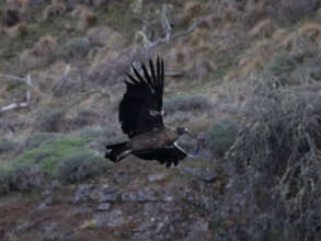 Liquine on the spot!