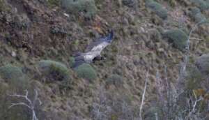 Liquine flying free!!