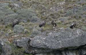Liquine (right) and a group of juveniles