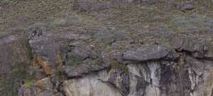 Liquine (on the right) with a group of condors