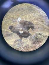 Condor Monitoring - close up