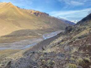 Can you find the condor?