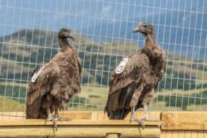 Pumalin and Liquine before the release