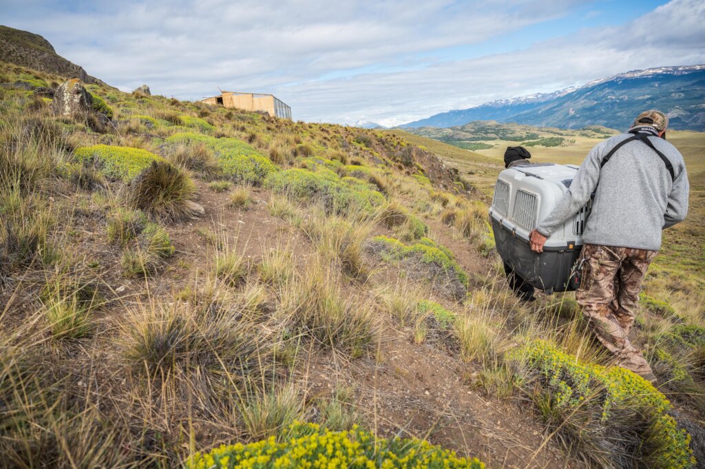 The condors arriving to the center