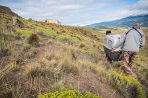 The condors arriving to the center