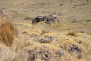 Pumalin being released