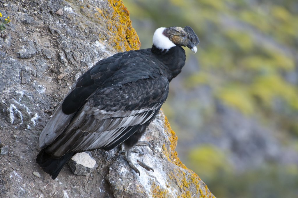 Releasing Rehabilitated Condors in Patagonia