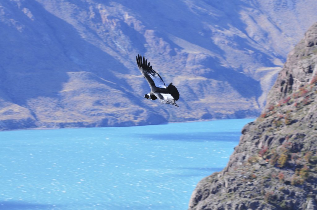 Releasing Rehabilitated Condors in Patagonia