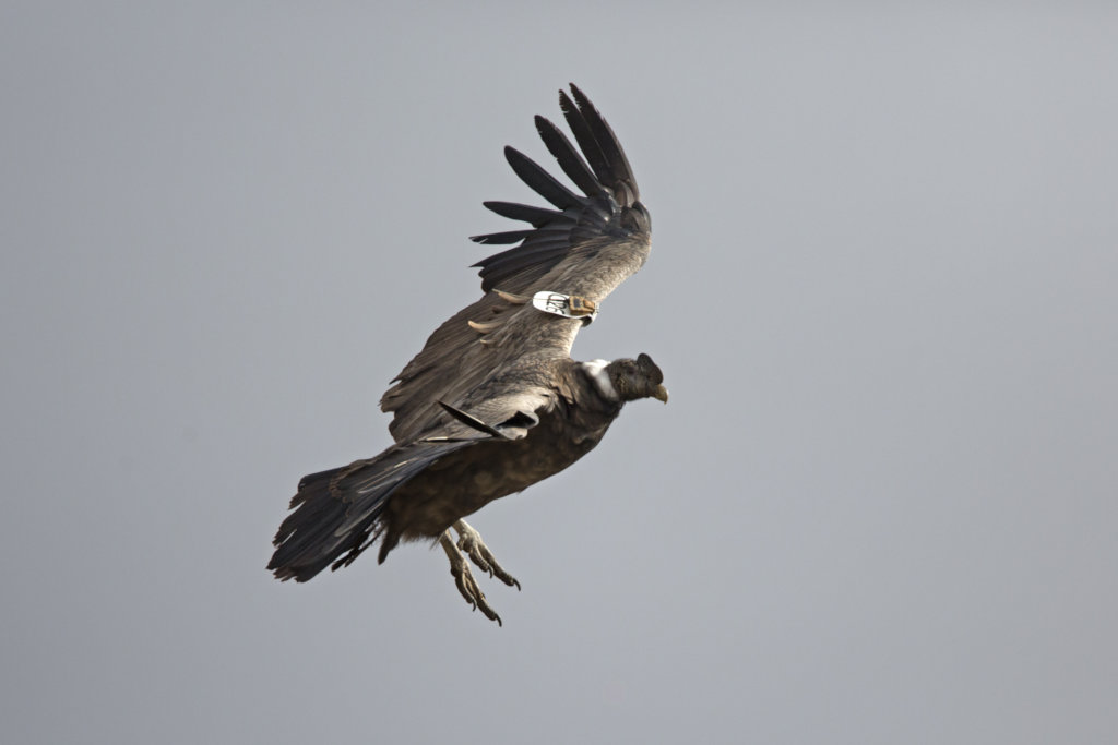 Releasing Rehabilitated Condors in Patagonia