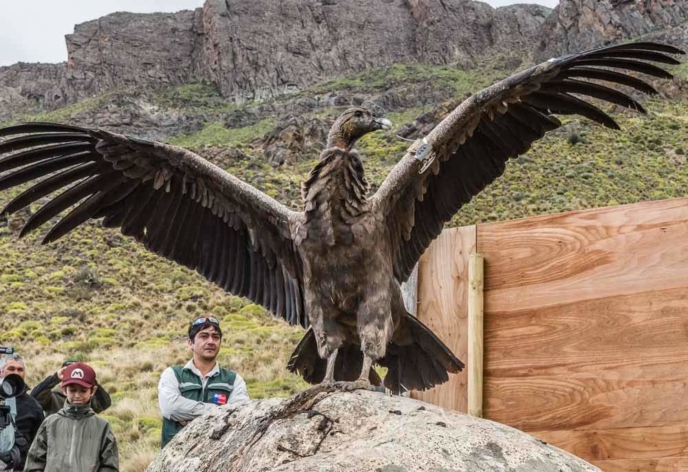 Releasing Rehabilitated Condors in Patagonia