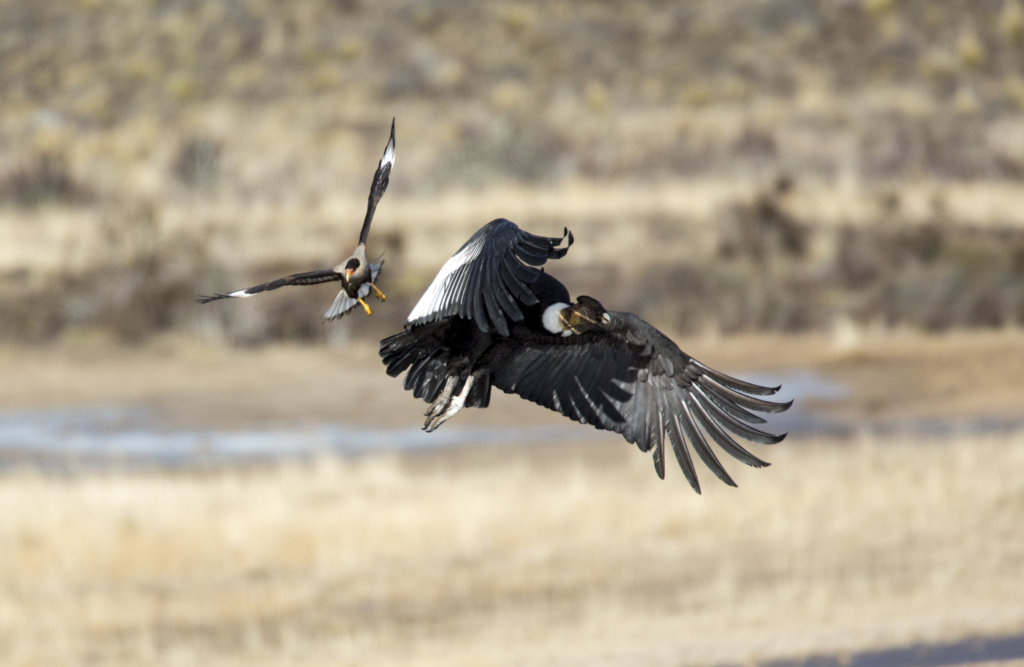 Releasing Rehabilitated Condors in Patagonia