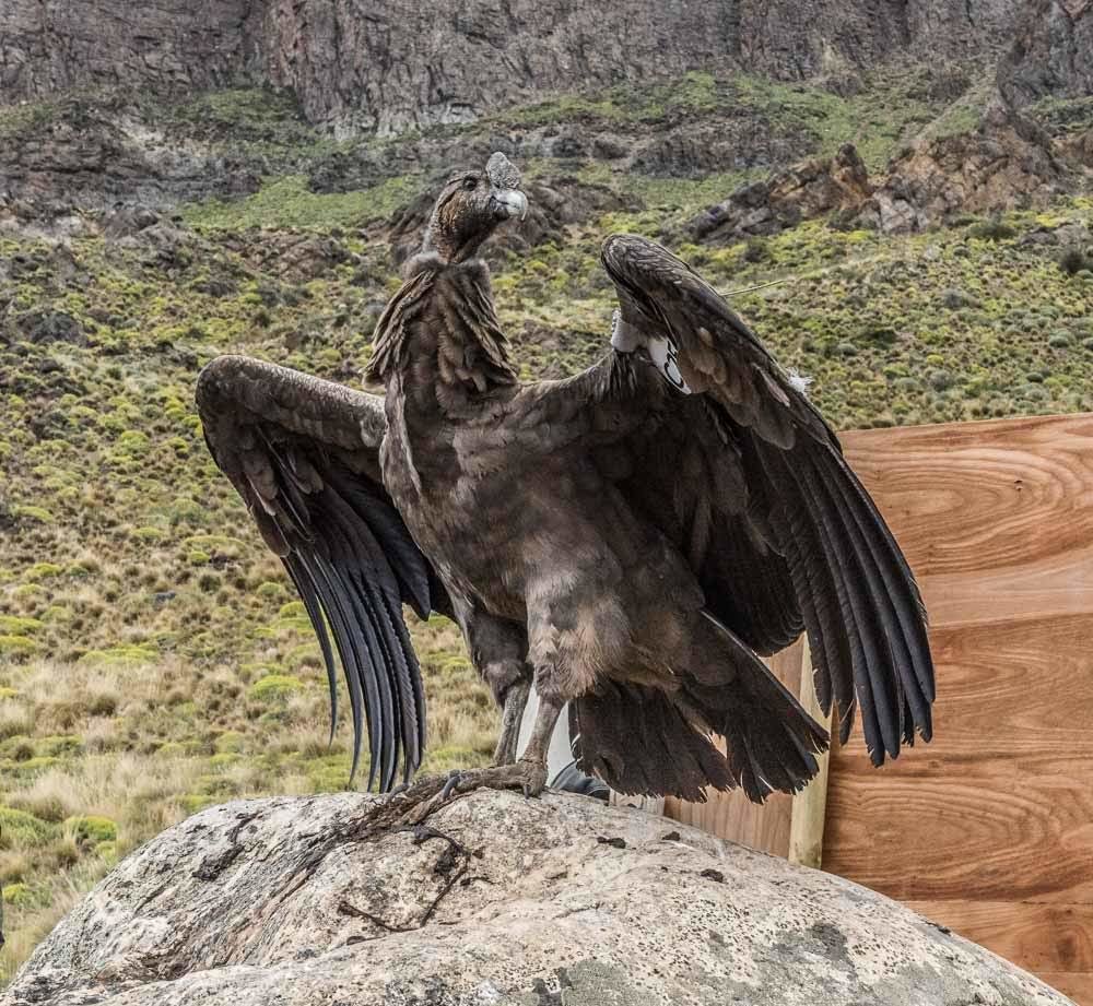 Female Condor release, by Linde Waidhofer