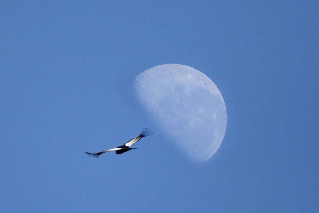 Flying Andean Condor, by Hernan Povedano