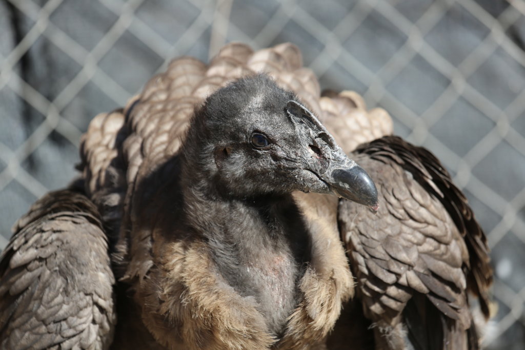 Pumalin, male Andean Condor to be released