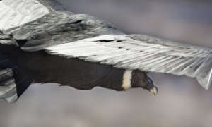 Male Andean Condor, by Hernan Povedano