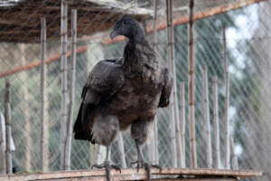 Liquine, female Andean Condor