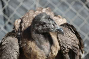 Pumalin, male Andean Condor to be released
