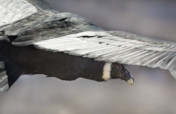 Releasing Rehabilitated Condors in Patagonia